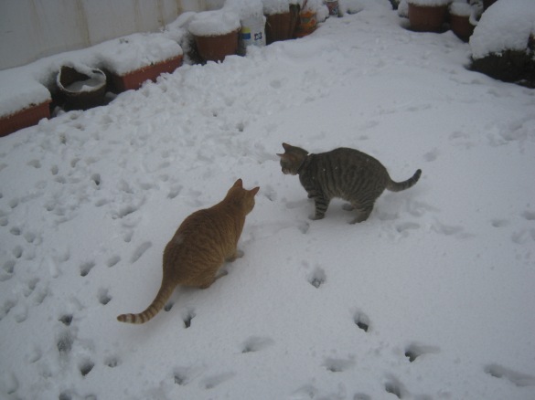 Humsa and Caruso iinvestigating snow