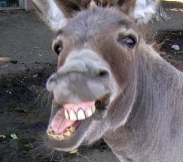 Donkey-With-Big-Smiling-Funny-Face-Image